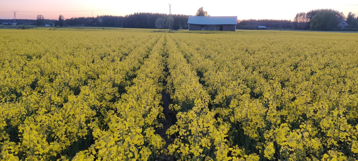 Annaleena Ylhäinen 🇫🇮🇺🇦 tweet media