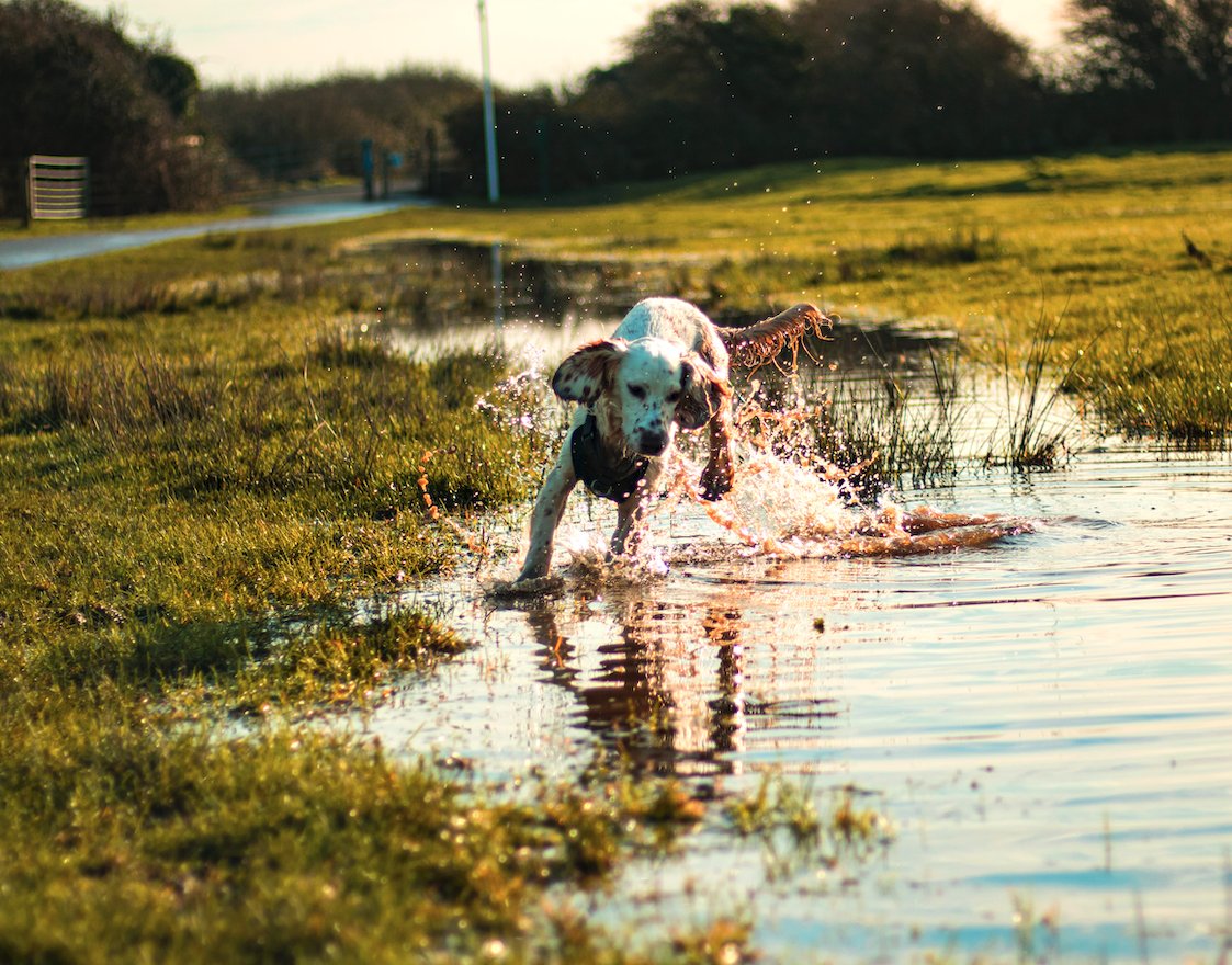 An important reminder to check pet fur for hitchhiking #aquaticplants! This week is #PlayCleanGo Awareness Week, & good time to remind each other to #preventthespread of #invasivespecies.

#MAPMS #NAISMA #invasiveplants