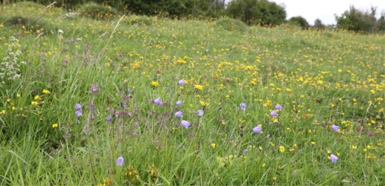 Royal Entomological Society (@royentsoc) on Twitter photo #Exclusive Members-only event 🦋
Excited to partner with <a href="/BSBIbotany/">BSBI: Botanical Society of Britain & Ireland</a> on this joint meeting to #Daneway Banks, a #nature #reserve renowned for its large blue #butterflies recently featured in the third episode of David Attenborough’s #WildIsles
#Register: royensoc.co.uk/event/conserva… #Exclusive Members-only event 🦋
Excited to partner with <a href="/BSBIbotany/">BSBI: Botanical Society of Britain & Ireland</a> on this joint meeting to #Daneway Banks, a #nature #reserve renowned for its large blue #butterflies recently featured in the third episode of David Attenborough’s #WildIsles
#Register: royensoc.co.uk/event/conserva…