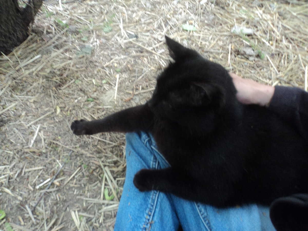 Blackie and I just having a sit after breakfast. #CommunityCats #StrayCats #TNR