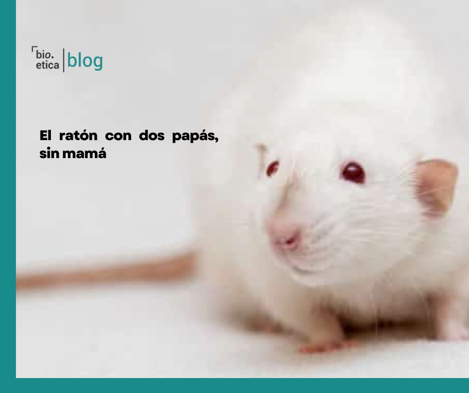 bioeticared_'s tweet image. Científicos en Japón lograron criar ratones con dos padres y ninguna madre. Por el momento tiene una baja tasa de éxito: solo nacieron 7 ratones de 630 embriones transferidos.
bioeticablog.com/el-raton-con-d…
#Uteroartificial #Experimentoconratones #Bioetica