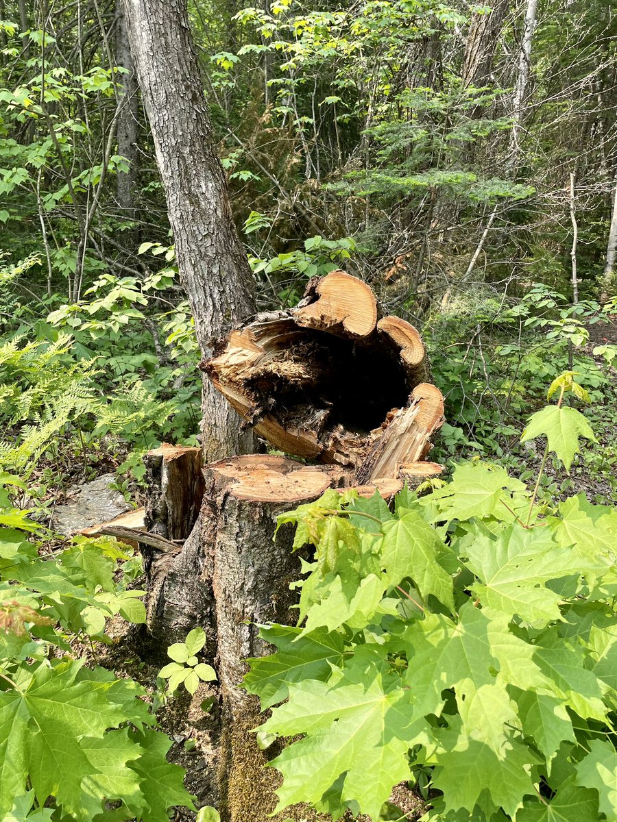 Beautiful day for a paddle on my fav lake! ❤️☀️💦