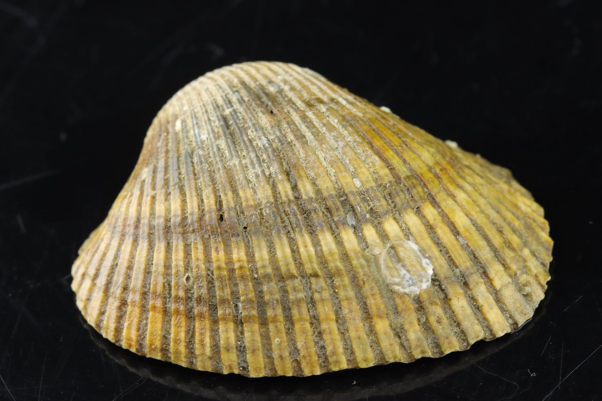 Dr. Bronwyn W. Williams (@bwwilliamslab) on Twitter photo It's time for 'What's On Your' #MolluskMonday, brought to you by the <a href="/NaturalSciences/">NC Museum of Natural Sciences</a> Non-molluscan Invertebrates Collection. This is a cool shell and all, but look at the teeny weeny barnacle on it (left of center)! Aww.
Let's flip it over...
🧵 1/2 It's time for 'What's On Your' #MolluskMonday, brought to you by the <a href="/NaturalSciences/">NC Museum of Natural Sciences</a> Non-molluscan Invertebrates Collection. This is a cool shell and all, but look at the teeny weeny barnacle on it (left of center)! Aww.
Let's flip it over...
🧵 1/2