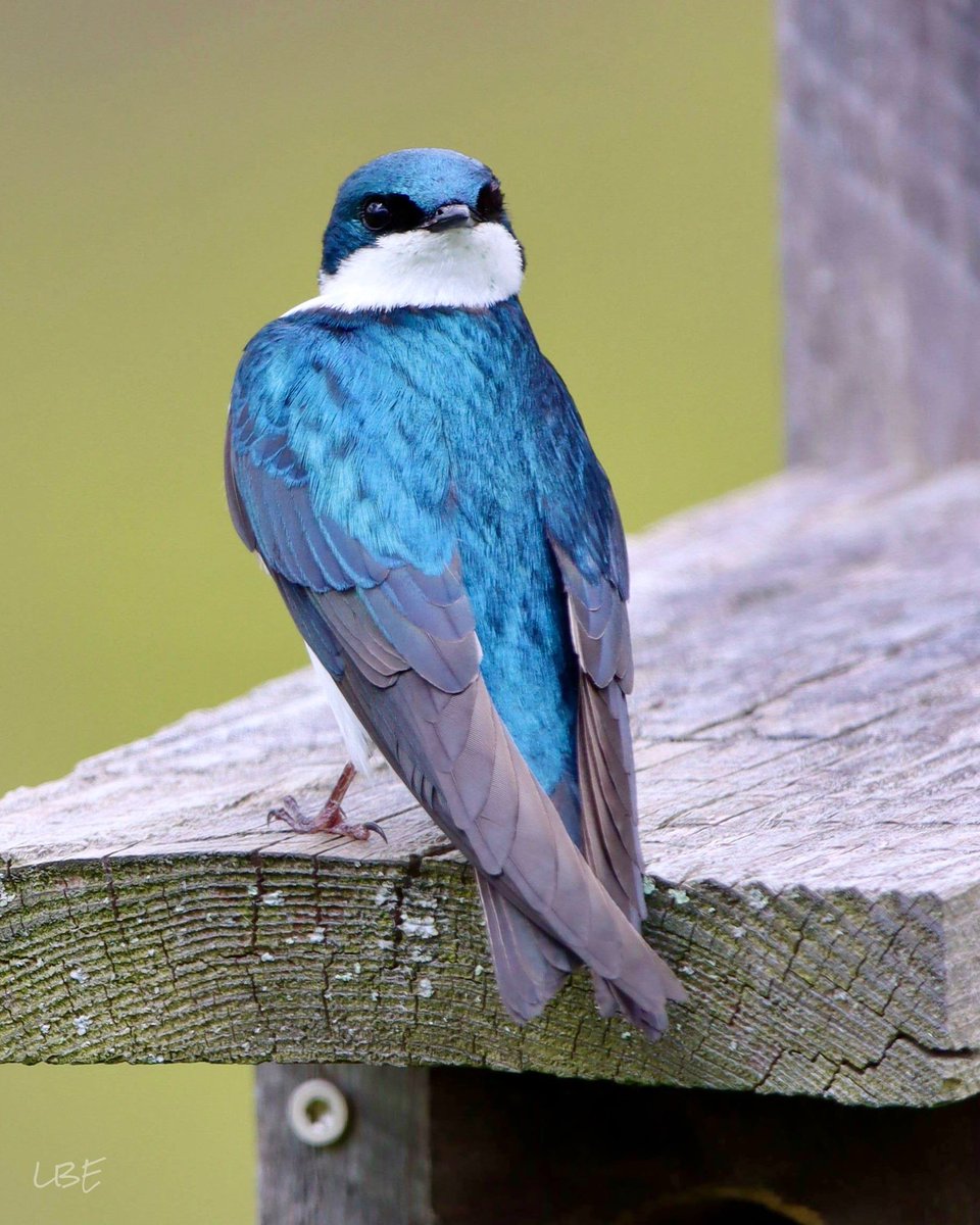 “We ought not to look back, unless it is to derive useful lessons from past errors, and for the purpose of profiting by dear bought experience.” -George Washington 💙

#TreeSwallow #Birdwatching #BeautifulBirds #BirdPhotography #CanonUSA #NaturePhotography