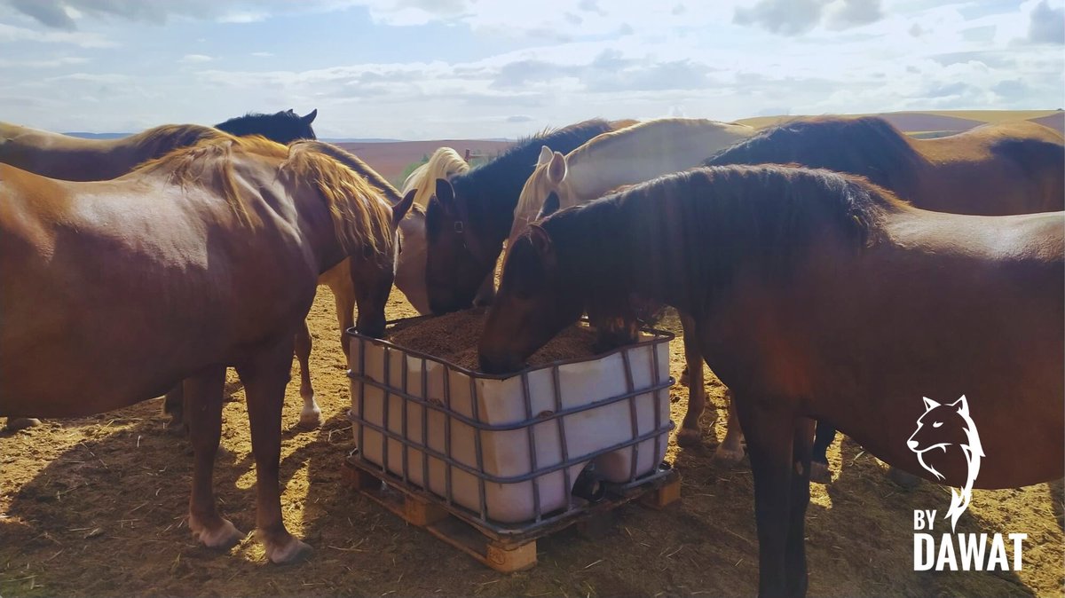 En nuestro compromiso con el #MedioAmbiente llevamos a cabo iniciativas para promover la sostenibilidad en nuestro entorno. Una de ellas es la reutilización del bagazo producido en la elaboración como comida para caballos, que posteriormente donamos a los ganaderos de la zona.