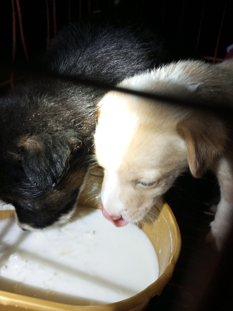 Keirsteyn's tweet photo. Eatwell babies 🐶🐾 #furmom #furbabies #Chelsea #Potchie https://t.co/Hg2N7T0nKm