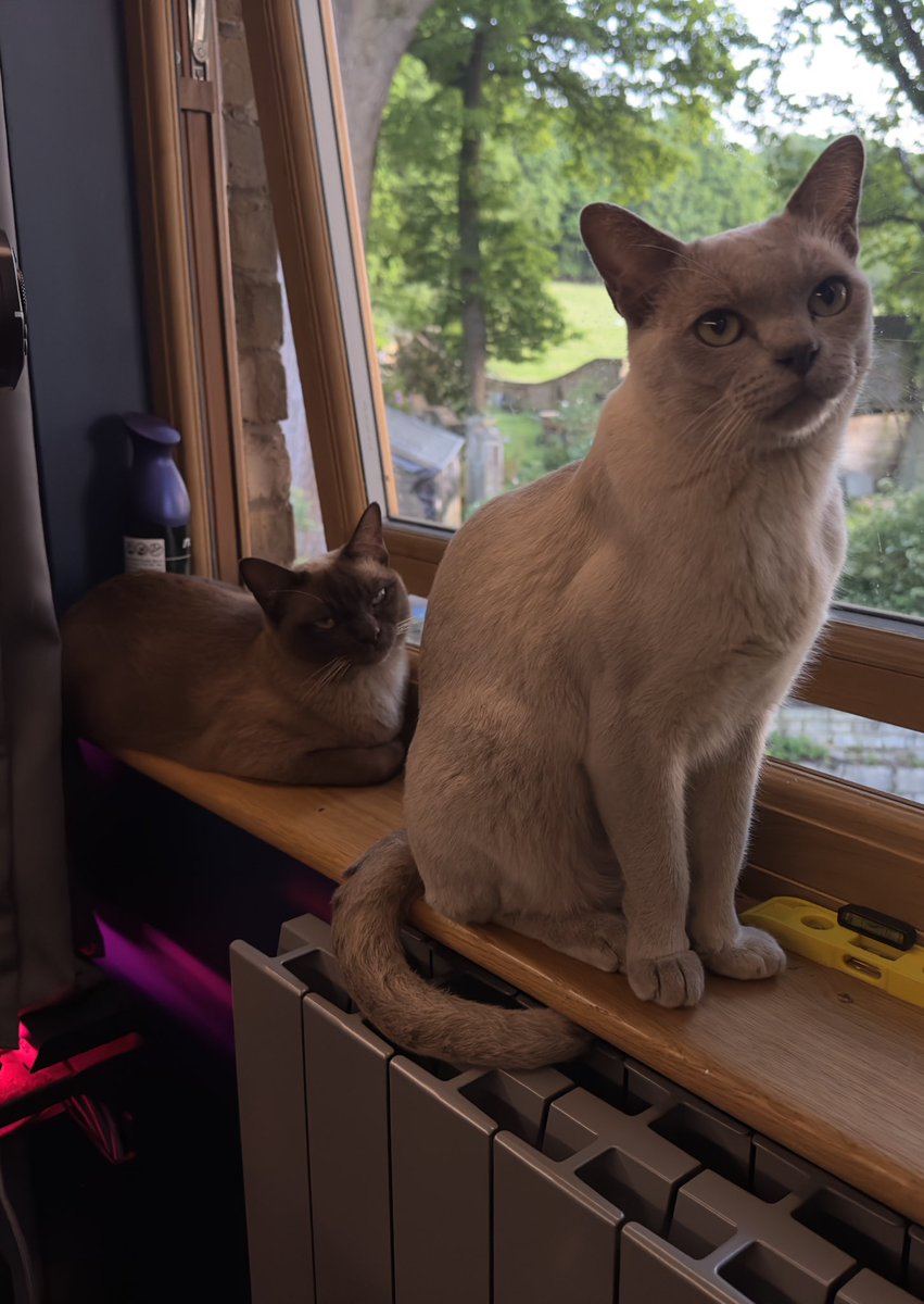 SadBoyPro's tweet image. Just a little update because this account has been dead for a while. Here’s my kitties all grown up #cats #cat #burmese #ghost #coco