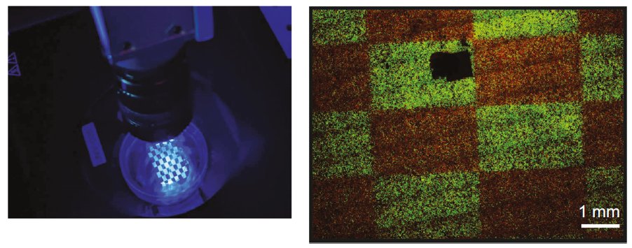 jared toettcher (@toettch) on Twitter photo new paper alert: "Light-switchable transcription factors obtained by direct screening in mammalian cells", work by badass grad student <a href="/LiyuanZhu7/">Liyuan Zhu</a>.
One question that motivates a lot of our work in the lab at the moment: how can we make cellular optogenetics as general as GFP? new paper alert: "Light-switchable transcription factors obtained by direct screening in mammalian cells", work by badass grad student <a href="/LiyuanZhu7/">Liyuan Zhu</a>.
One question that motivates a lot of our work in the lab at the moment: how can we make cellular optogenetics as general as GFP?