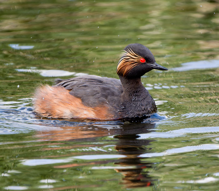 For those, like me, that didn't know it, the stunning Black-necked Grebes are close and highly photogenic at St Aiden's RSPB throughout spring and early summer (more pics at cleybirds.com).