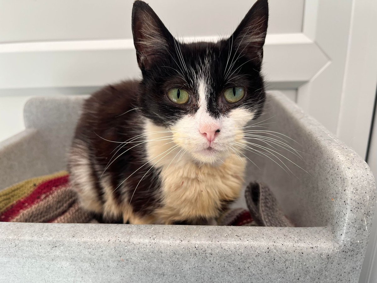 Yorkscatrescue's tweet image. Poor Nelly had a bad weekend. 😿 On Saturday morning we noticed that the root of one of her teeth had pushed through her chin and had caused a massive amount of bleeding. She was rushed to the vet and is thankfully doing okay now. 

yorkshirecatrescue.org/Appeal/nelly