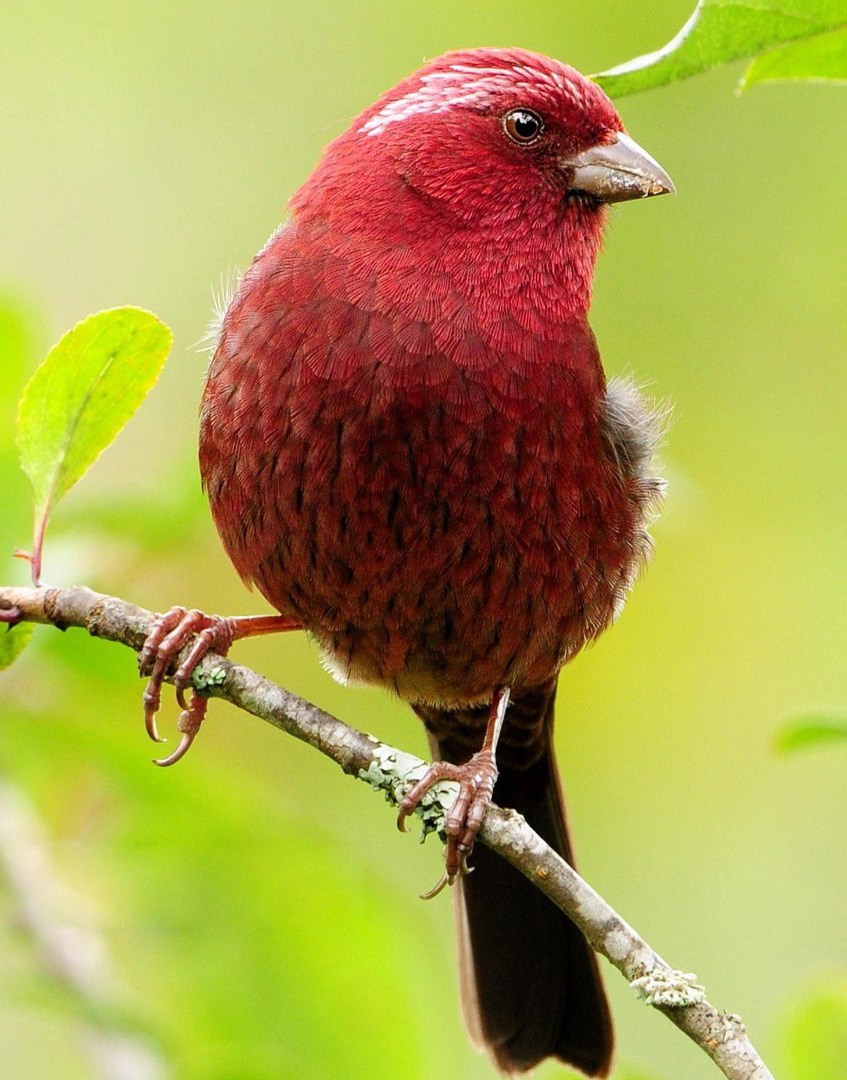 Vinaceous rosefinch (Carpodacus vinaceus) lives in far-east Asia

#birdphotography #birdwatching #birding #BirdsOfTwitter #birds

Wikipedia: en.wikipedia.org/wiki/Vinaceous…