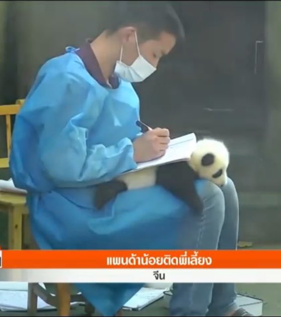 pnddec's tweet image. น้องมีประโยชน์มาก เอามารองเขียนก็ได้ อย่าสูญพันธุ์เลยนะ