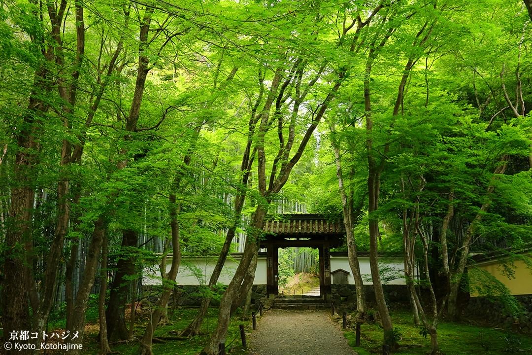 NipponVisuals's tweet photo. Jizo-in, Kamikatsura, Kyoto ⛩️🇯🇵
📸 https://t.co/KGc7YW1LCF https://t.co/2wudosH8QW