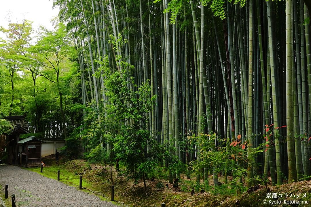Jizo-in, Kamikatsura, Kyoto ⛩️🇯🇵
📸 instagram.com/kyoto_kotohaji…