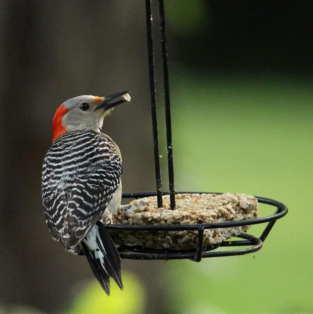 Mrs. Red-bellied Woodpecker seemed very excited about the new mealworm cake I put out this morning!
#redbelliedwoodpecker #birds #redbelliedwoodpeckers  #woodpecker #woodpeckers #ohiobirding #beavercreekohio #beavercreekbirding #iloveohio #birdcommunity #birdloversclub