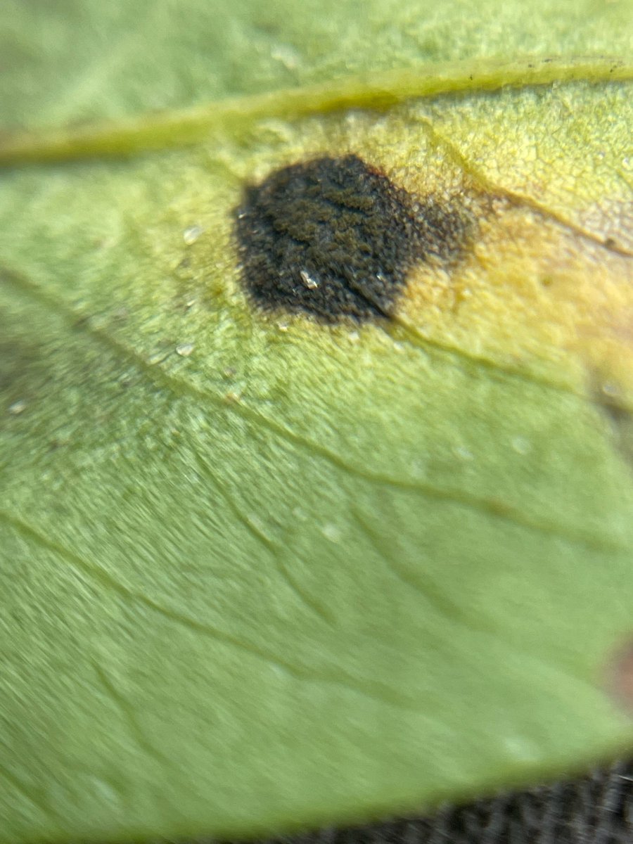 “Late” leaf spot detected on peanuts at 62 days after planting in Williston, FL. Excellent photo and scouting by 6Gen Ag Services. This field had already received three fungicide sprays starting at 28 DAP. Info &amp; photo courtesy De Broughton - 6genagservices.cca on Instagram.