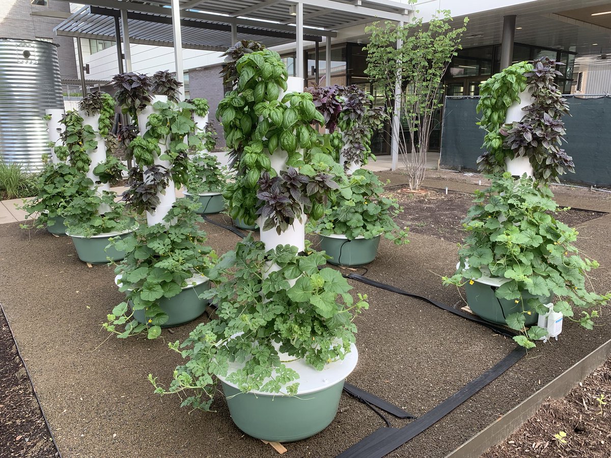 Les tours du deuxième jardin hydroponique se plaisent bien ici, tout comme les variétés de basilic, de melons et de pastèques qui poussent dessus.#hydroponic #hydroponie #EDD