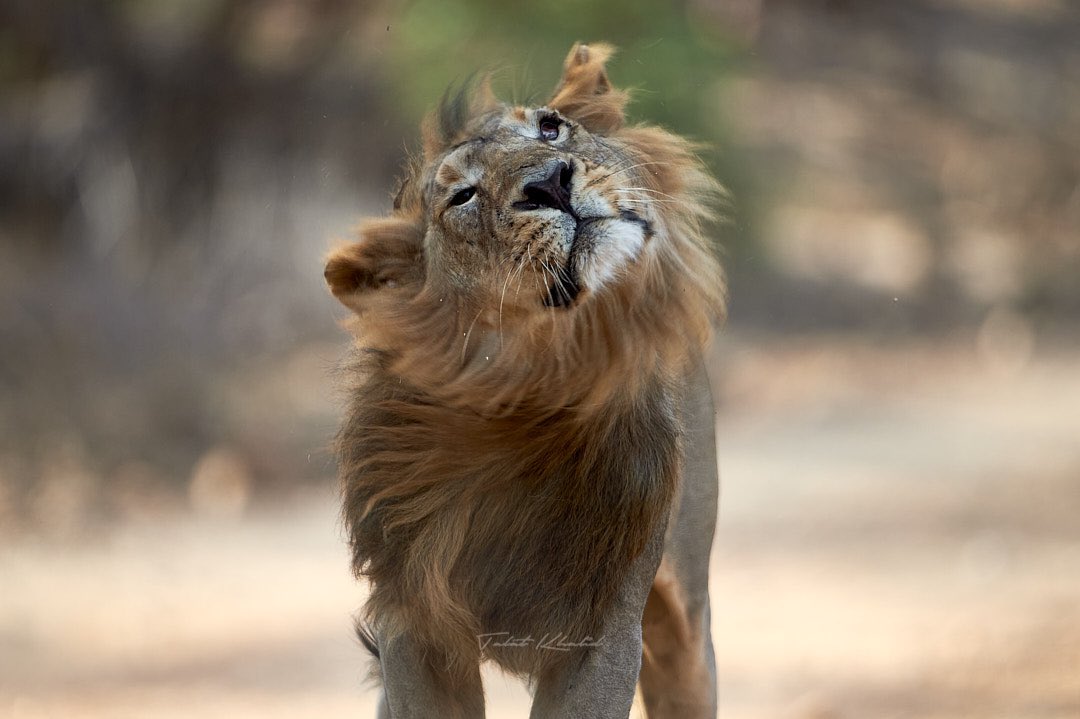 Asiatic lion #wildlifephototours  #asiaticlion #sasangir