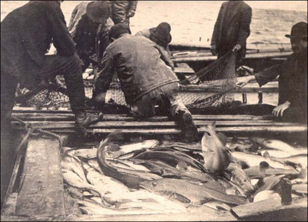 PMonty18's tweet photo. Picture of the last days the great cod harvest in #Newfoundland around 1905. Reaching its peek the number of fish drops off a cliff as the impact of intensification of fishing on the inshore zone of Newfoundland. #fisharchitecture https://t.co/HRlAZtgXO7