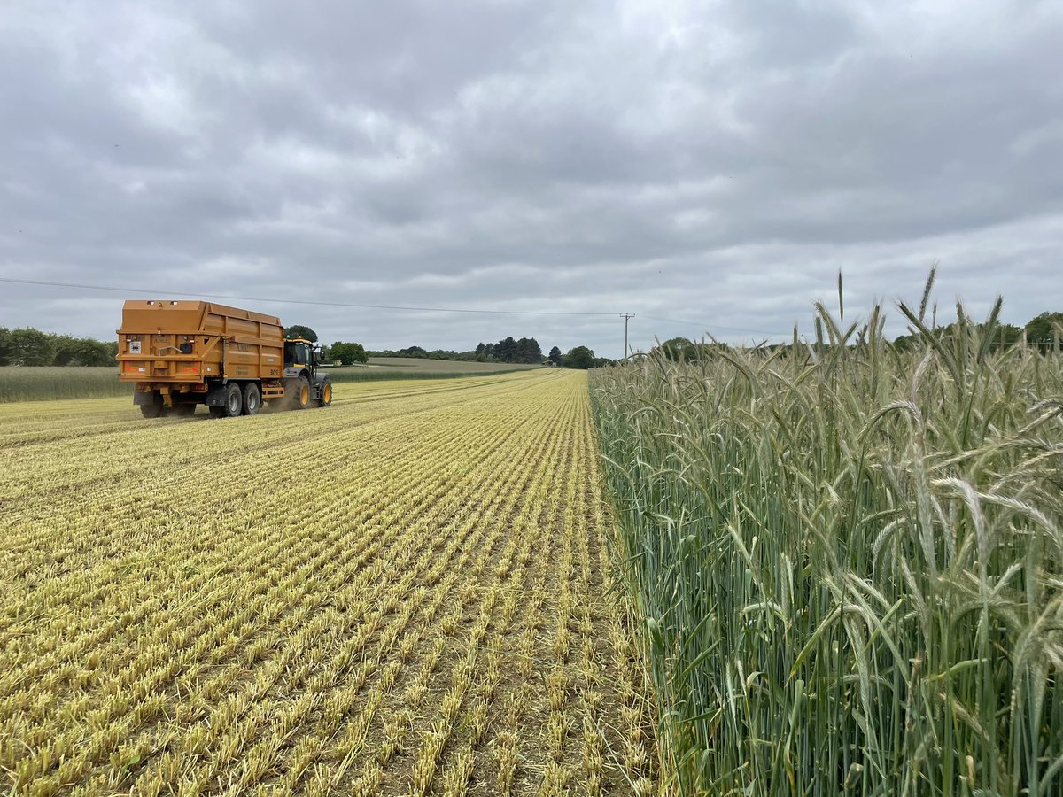 First crop of the year to be harvested. Whole crop rye heading to the AD plant on Bentwaters #suffolk #rye #AD <a href="/mann_farms/">Mann Farms</a>