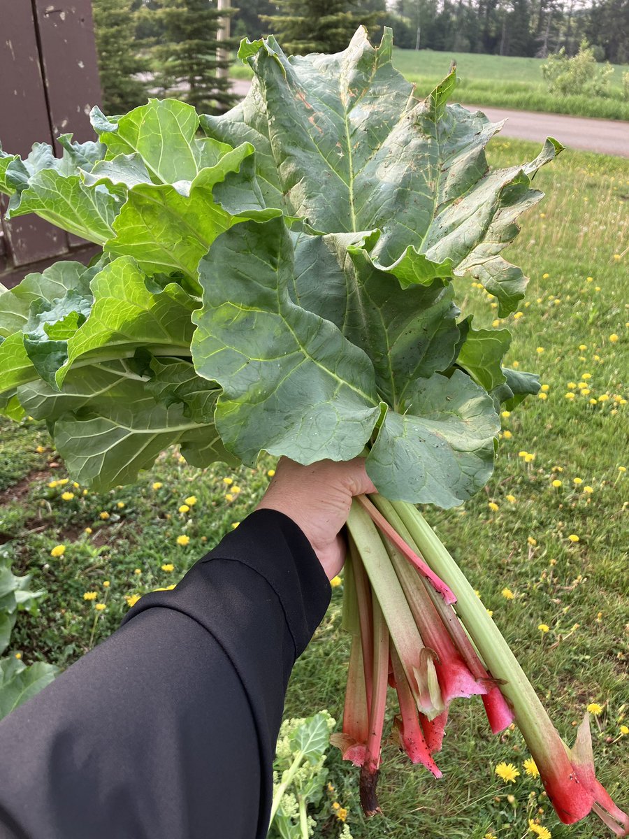 Today starts #localfoodweek in Ontario with one of my favourites - rhubarb! A touch of water, sugar and chopped rhubarb cooked on the stove till it is soft is amazing. (I use it like apple sauce) But this bunch is destined for rhubarb crisp! How will you celebrate? #ontag #yum