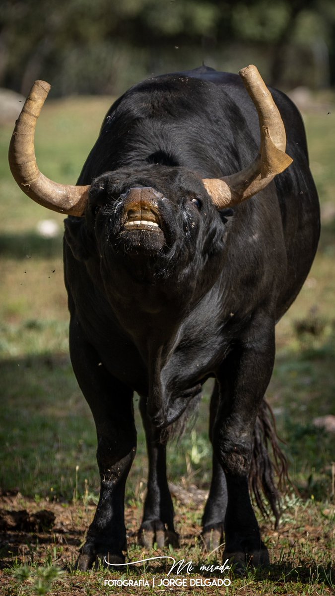 Este fin de semana finalizamos la feria #sanisidro2023 , quería dar las gracias a todas y cada una de las personas que durante este ciclo isidril decidieron conocer el campo bravo con @camino_al_toro #muchasgracias❤️