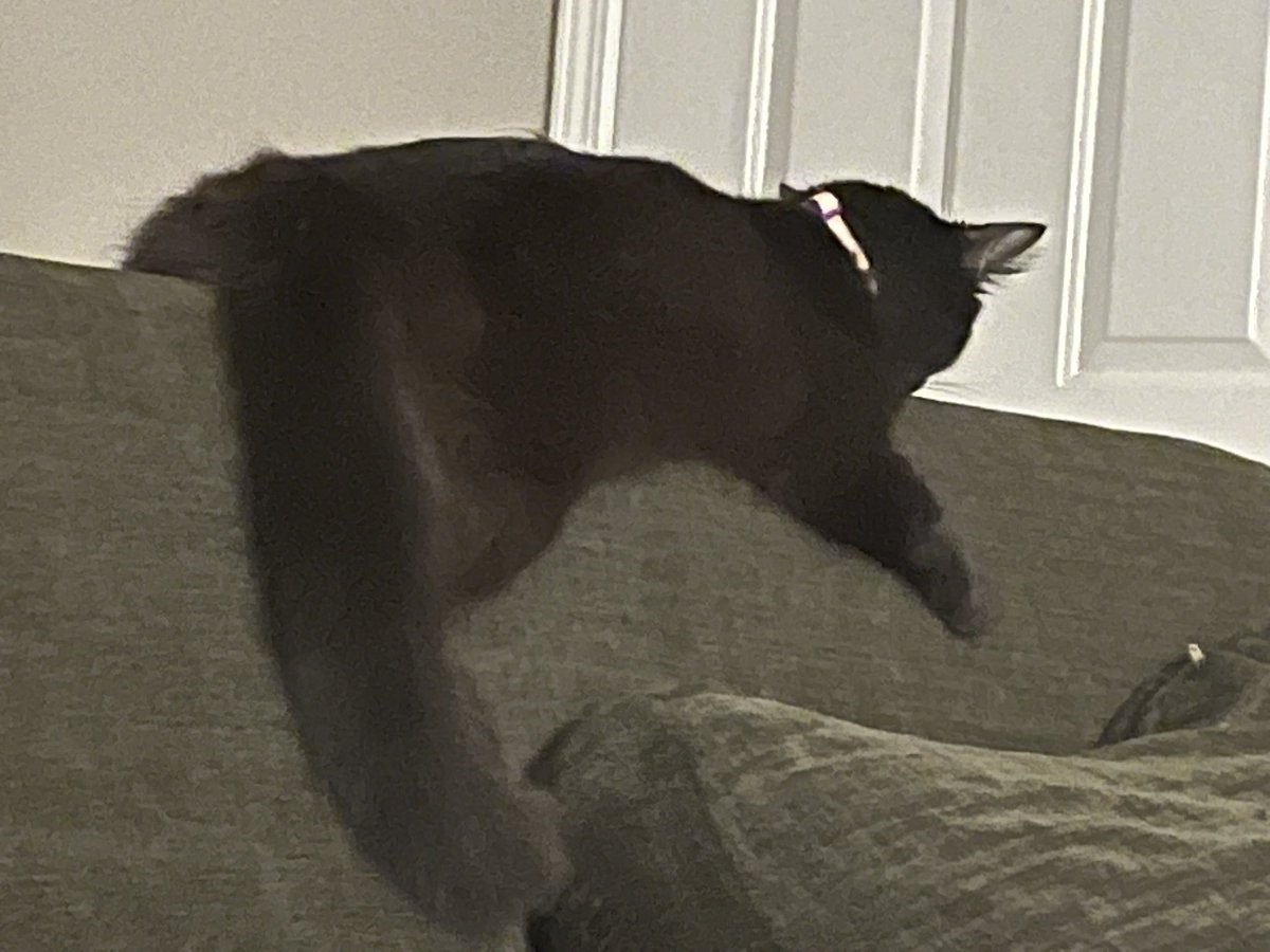Luxifer969's tweet photo. A gallery of all my babies just being absolutely knocked tf out idk how they sleep like that lmao https://t.co/iEcsBLF510