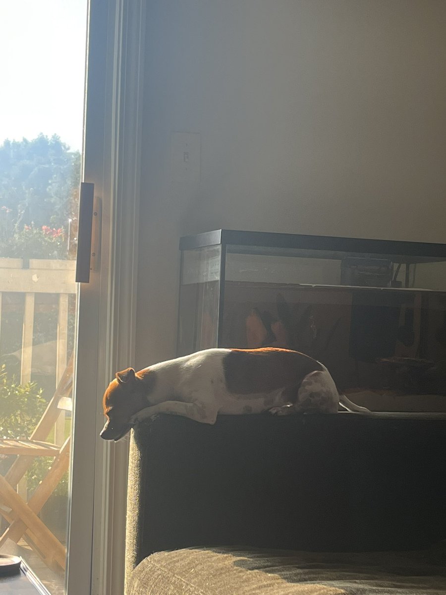 Luxifer969's tweet photo. A gallery of all my babies just being absolutely knocked tf out idk how they sleep like that lmao https://t.co/iEcsBLF510