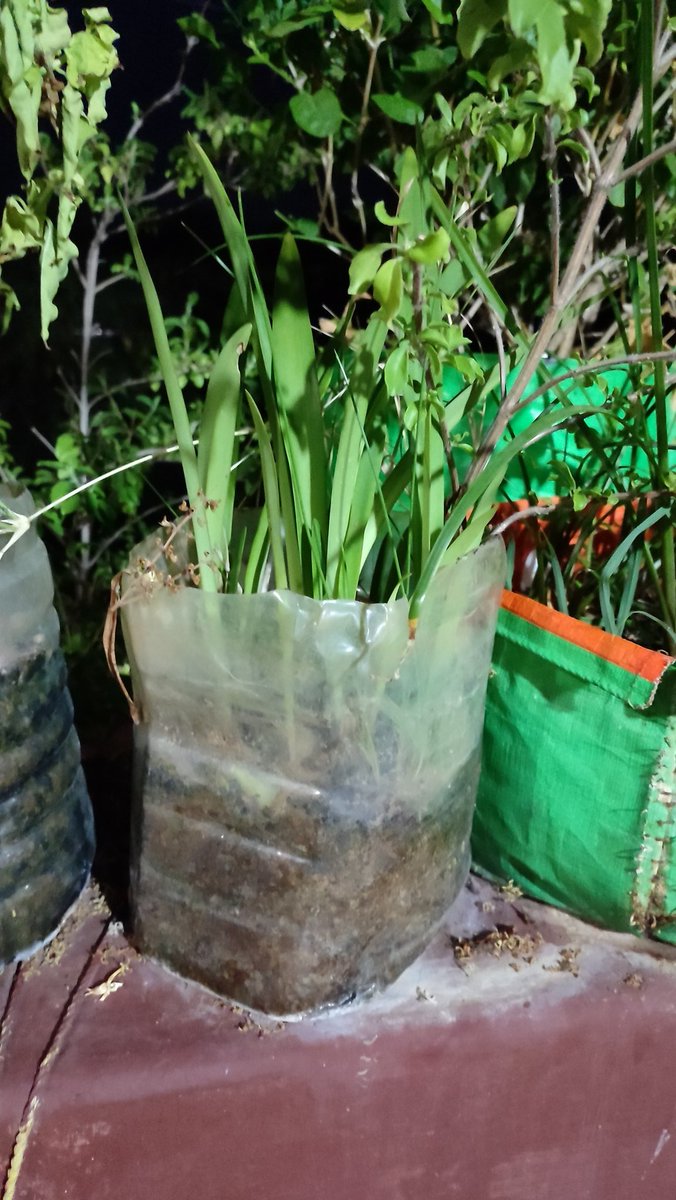 Priya226393's tweet photo. I am using Plastic bottles as Pots for Plants. #BeatPlasticSaveSoil https://t.co/NYGrPLT2cp
