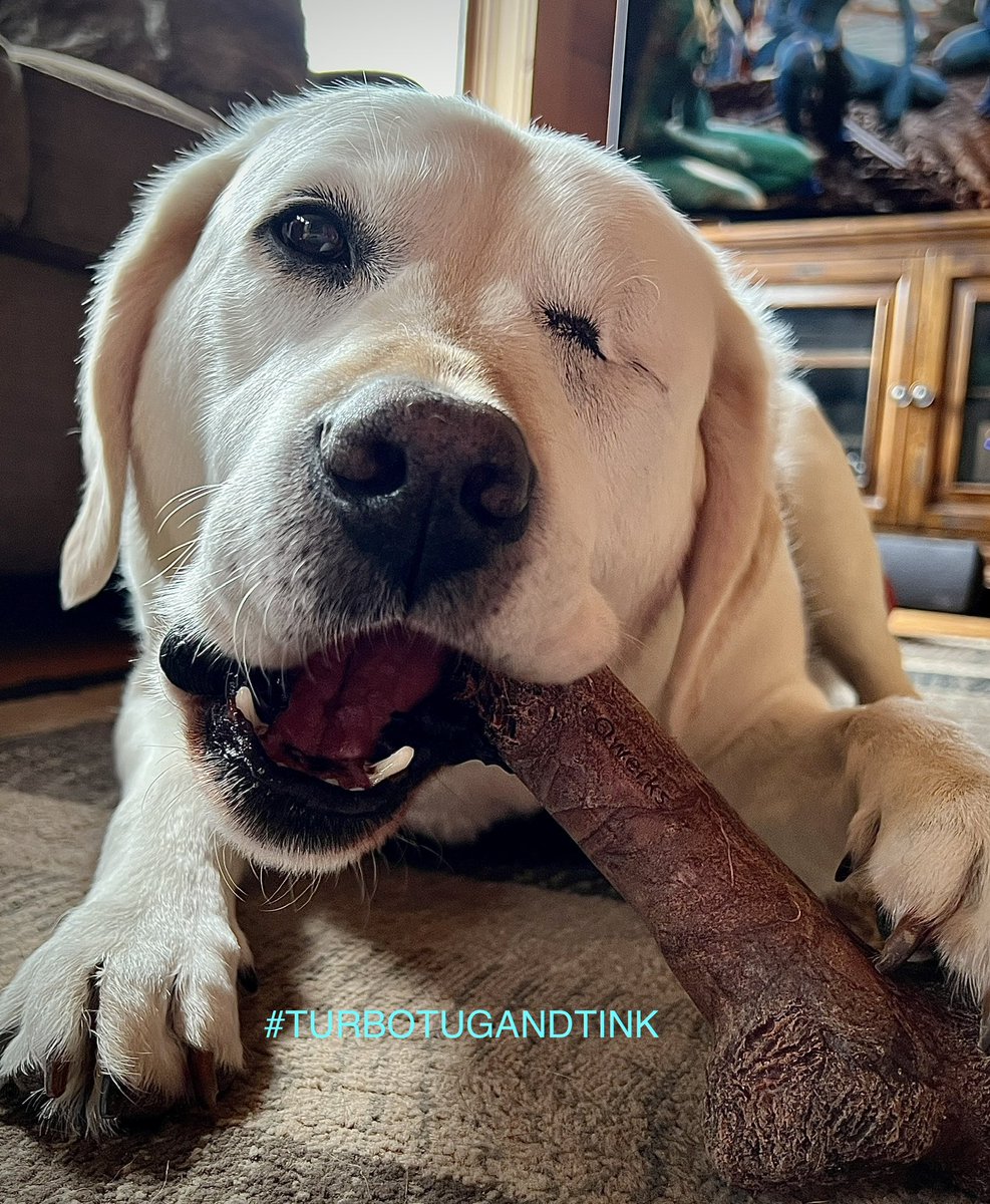 TURBO:  HAPPY BIRTHDAY to our momma!!!🎂🥳 We chews you everytime & so happy to celebrate with you!🥳😂 Wishing you a pawtastic day filled with lovies to you & all our frens!!
#DogLover #HappyBirthday #Dogsarefamily #dogsoftwitter #labsoftwitter #TurboTugandTink
