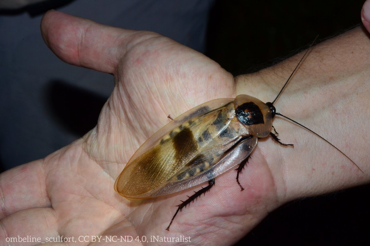 American Museum of Natural History on Twitter "Do Mondays make you