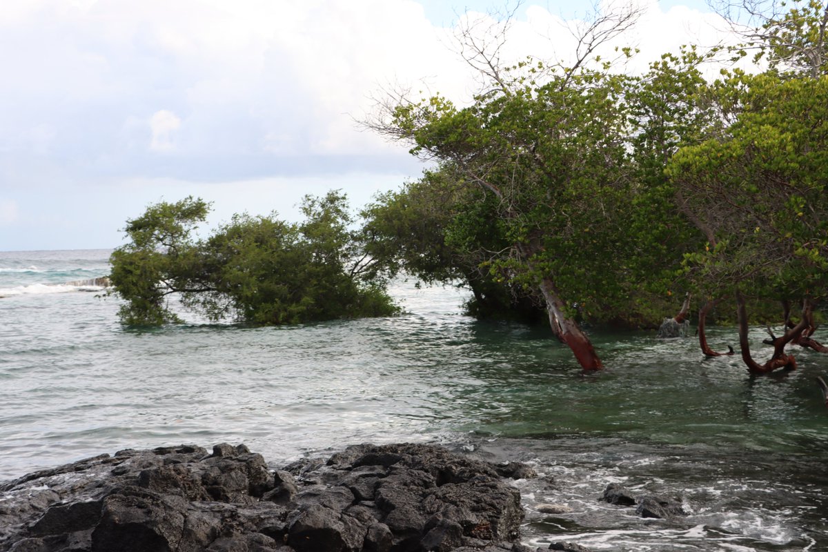 La protection des mangroves, un élément clé de la lutte contre le dérèglement climatique. #Simamboini, un modèle. #ParcDuKarthala <a href="/theGEF/">Global Environment Facility (GEF)</a> <a href="/GEF_SGP/">Small Grants Programme</a> #SIDS #WorldEnvironmentDay2023 #BeatPlasticPollution <a href="/riadmeddeb/">Riad Meddeb</a> <a href="/snehalsoneji/">Snehal V Soneji</a> <a href="/fa7306/">Fabrizio Andreuzzi</a>