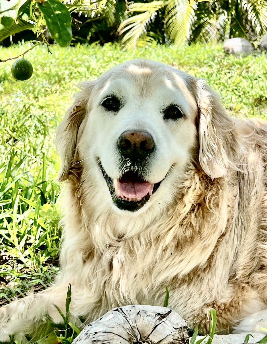 The Golden Ratio tweet media