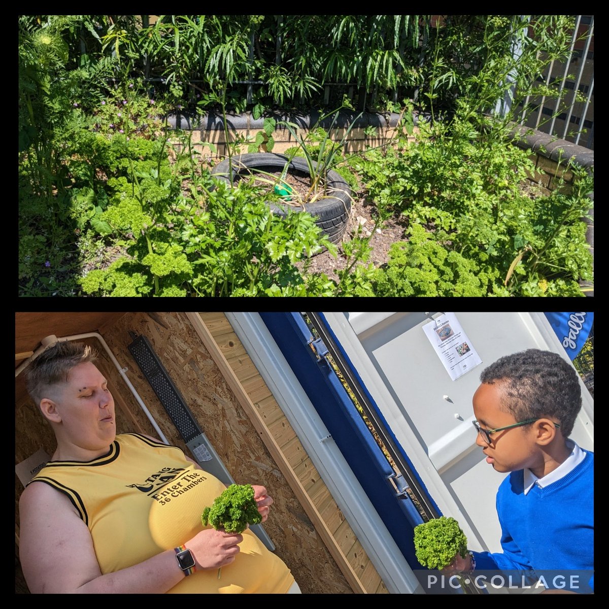 maindeeprimary's tweet image. #SC1 were astonished how much their herb garden grew during the half time break !

We took some parsley to Big Bocs Maindee to sell.🌿🌿

#KnowWhereYourFoodComesFrom 
#CFW #EthicallyInformed