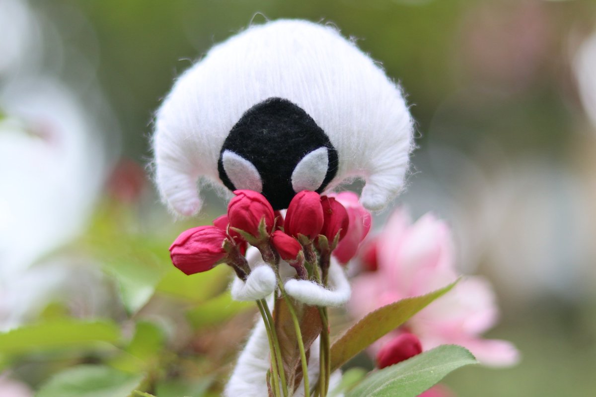 forrksie's tweet photo. Lace receives flowers 🌸🌺 she is a bit overwhelmed 😊🌸

#hollowknight #silksong https://t.co/t77z11kyqz