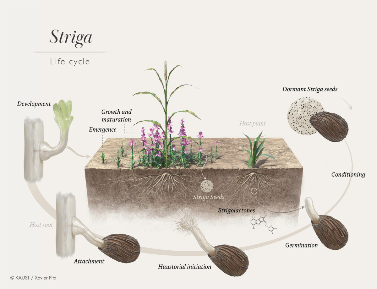 NL Inst of Ecology (@niooknaw) on Twitter photo Microbiële hulp tegen Afrikaanse plaagplant krijgt grote vervolgsubsidie
Een parasitaire plant maakt veel kleine sorghum-boeren in Afrika het leven zuur. Micro-organismen in de bodem kunnen helpen: veelbelovend onderzoek en <a href="/gatesfoundation/">Gates Foundation</a> steunt:
nioo.knaw.nl/nl/nieuws/micr… Microbiële hulp tegen Afrikaanse plaagplant krijgt grote vervolgsubsidie
Een parasitaire plant maakt veel kleine sorghum-boeren in Afrika het leven zuur. Micro-organismen in de bodem kunnen helpen: veelbelovend onderzoek en <a href="/gatesfoundation/">Gates Foundation</a> steunt:
nioo.knaw.nl/nl/nieuws/micr…