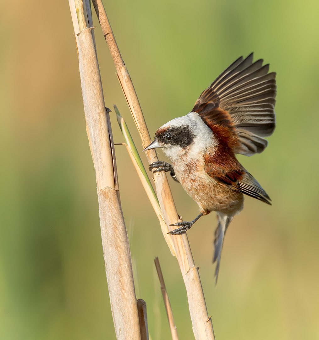 MarcGuyt's tweet photo. 3 images from last month. Northern Wheatear at Texel during the #waddenvogelfestival and a male Penduline Tit in Spain.
#BirdsSeenIn2023 #wheatear #pendulinetit https://t.co/8nHuWsfuKG