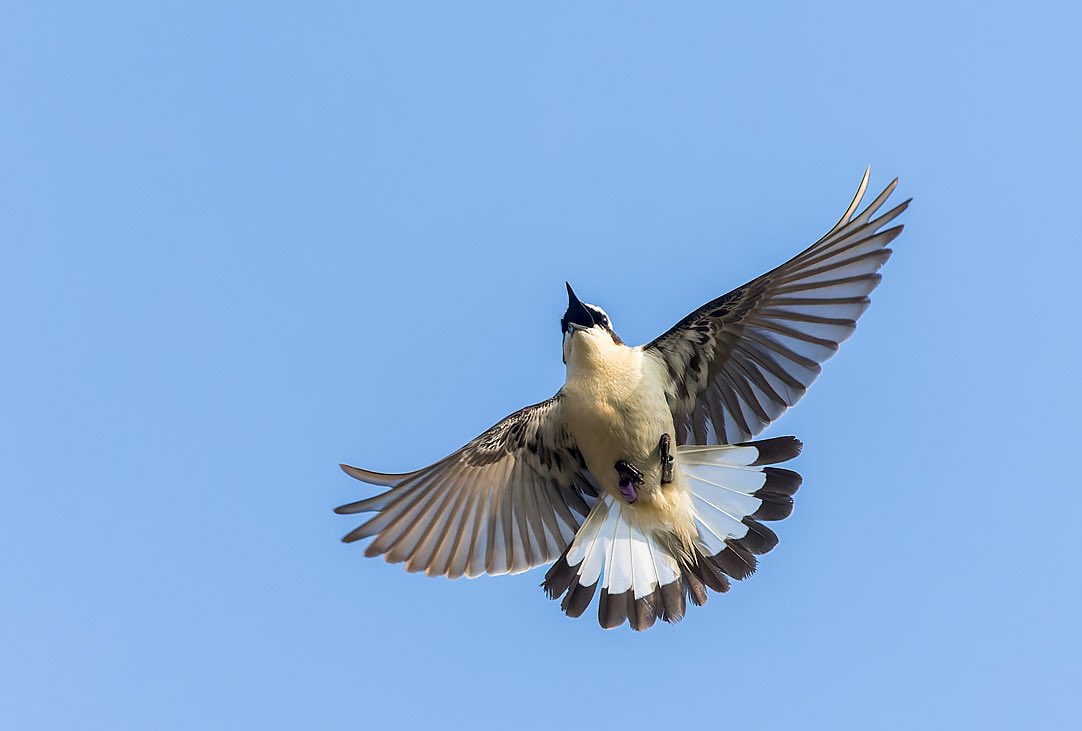 MarcGuyt's tweet photo. 3 images from last month. Northern Wheatear at Texel during the #waddenvogelfestival and a male Penduline Tit in Spain.
#BirdsSeenIn2023 #wheatear #pendulinetit https://t.co/8nHuWsfuKG