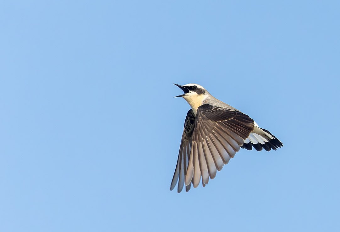 MarcGuyt's tweet photo. 3 images from last month. Northern Wheatear at Texel during the #waddenvogelfestival and a male Penduline Tit in Spain.
#BirdsSeenIn2023 #wheatear #pendulinetit https://t.co/8nHuWsfuKG