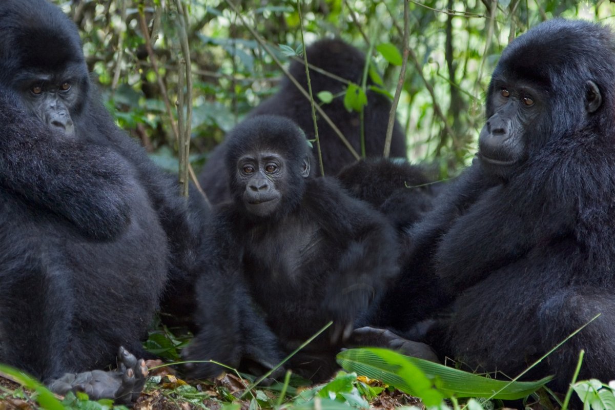 Mountain #Gorilla family sitting in #forest, Uganda .
.
.
.
#MountainGorillas
#BabyGorillas
#Bwindi
#Omnivorous
#Primates
#AfricanGorillas
#AfricanWildlife
#UgandaWildlife
#UgandaPrimates
#UgandaTrip
#Savannah
#Safari
#WildGorilla

#WildlifeProtection #WildlifeHabitat #English