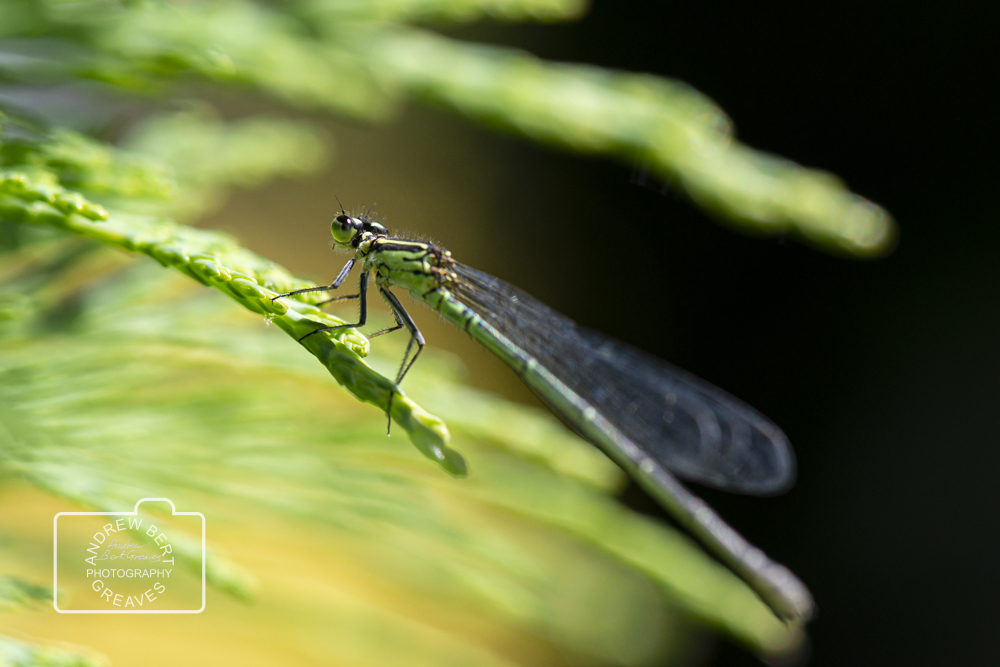 ABGreavesphoto's tweet photo. A female azure damselfly (Coenagrion puella)

#MacroMonday #MondayMacro #azuredamselfly #Coenagrionpuella #wildlifephotography #wildlife #closeup #femaleazuredamselfly #closeupphotography #macrophotography #macro #naturephotography #nikon #cupoty #visualart #wiltshirephotographer https://t.co/A8lJJ5Mnpu