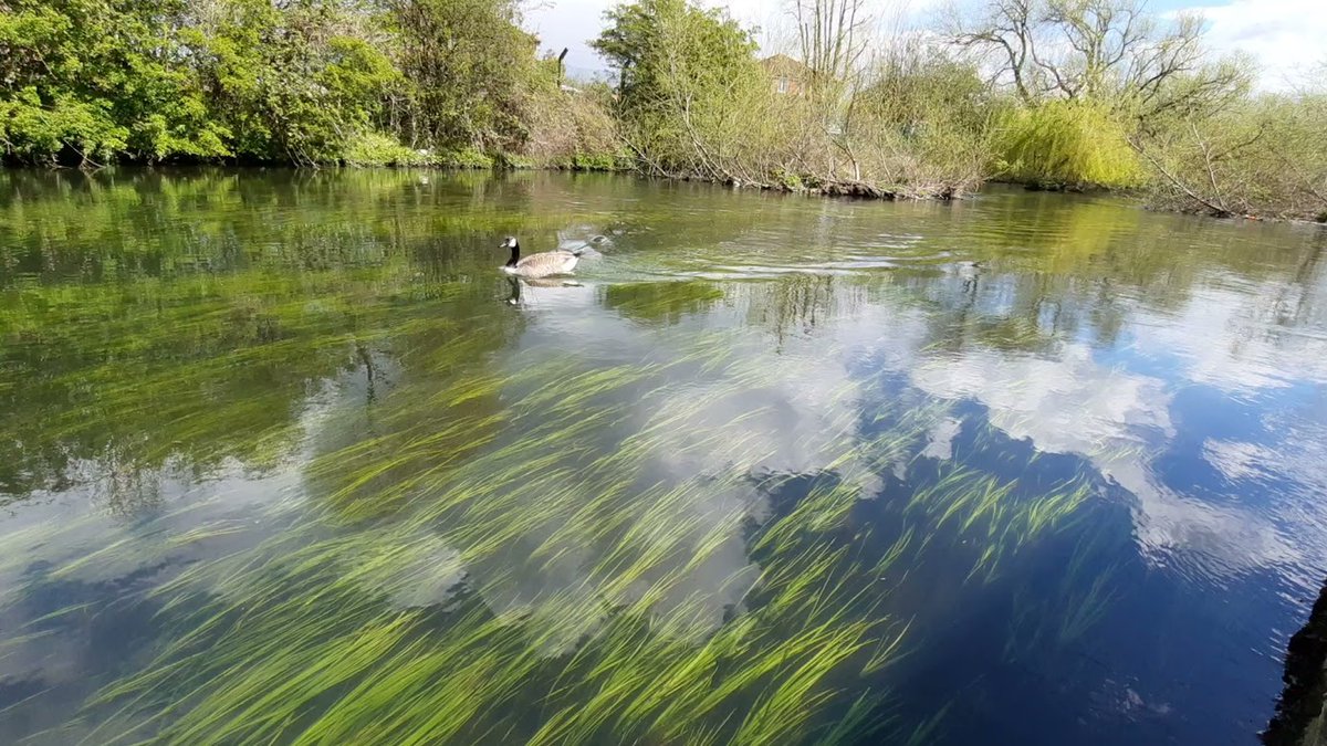 On today's #WorldEnvironmentDay, please don't forget the importance of our rivers. It is vital to protect them, especially in the light of the Climate Emergency. Have you read our Five Year Plan? We have major ambitions to help keep our rivers healthy. thames21.org.uk/thames21_five_…