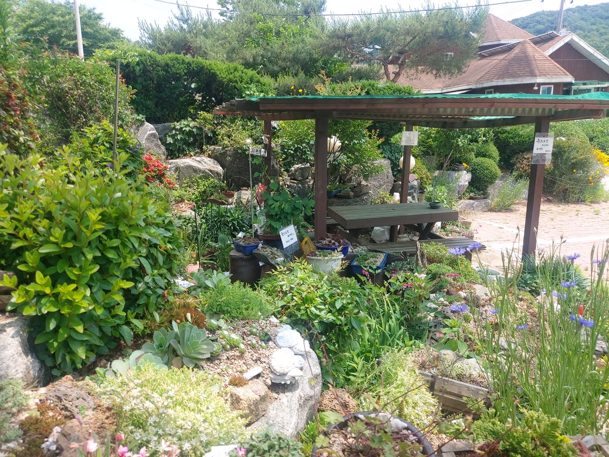 rk83443282's tweet image. 정원만들기 #다육식물