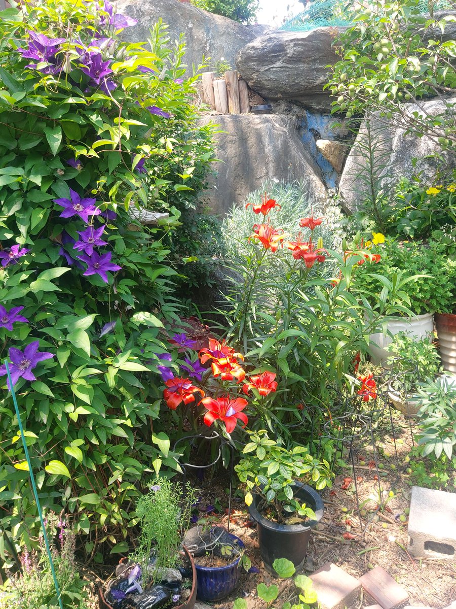 rk83443282's tweet image. 정원만들기 #다육식물