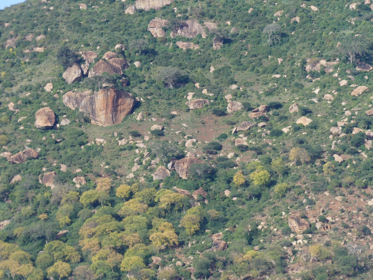 PhotosForTrees's tweet image. Colours of #MbuiNzau 

#mombasaroad