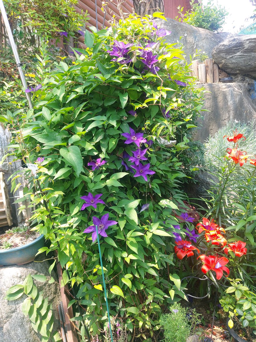 rk83443282's tweet image. 정원만들기 #다육식물