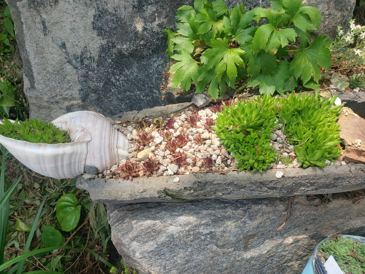 rk83443282's tweet image. 정원만들기 #다육식물