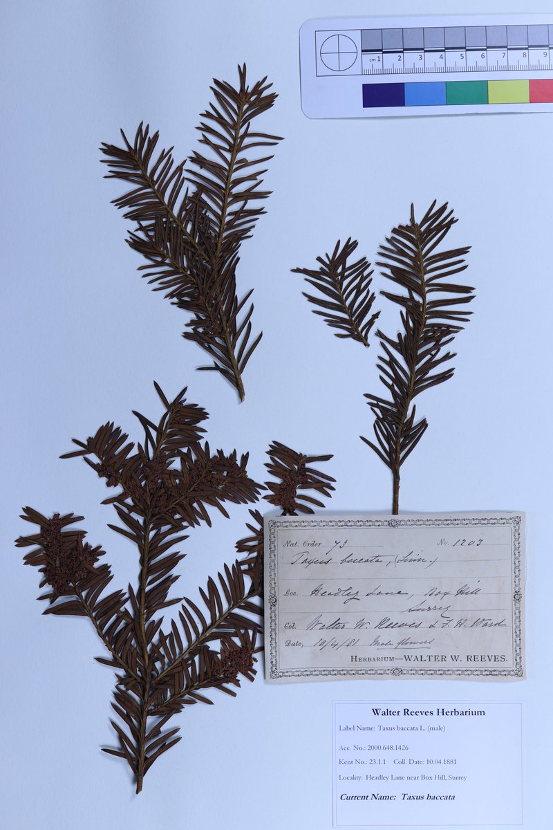 ScarbsCollect's tweet image. It's #WorldEnvironmentDay! How can Museums contribute to environmental knowledge? Biological collections hold millions of samples of species collected from known locations on known dates. This can help demonstrate canges in distribution as well as being a huge scource for DNA.