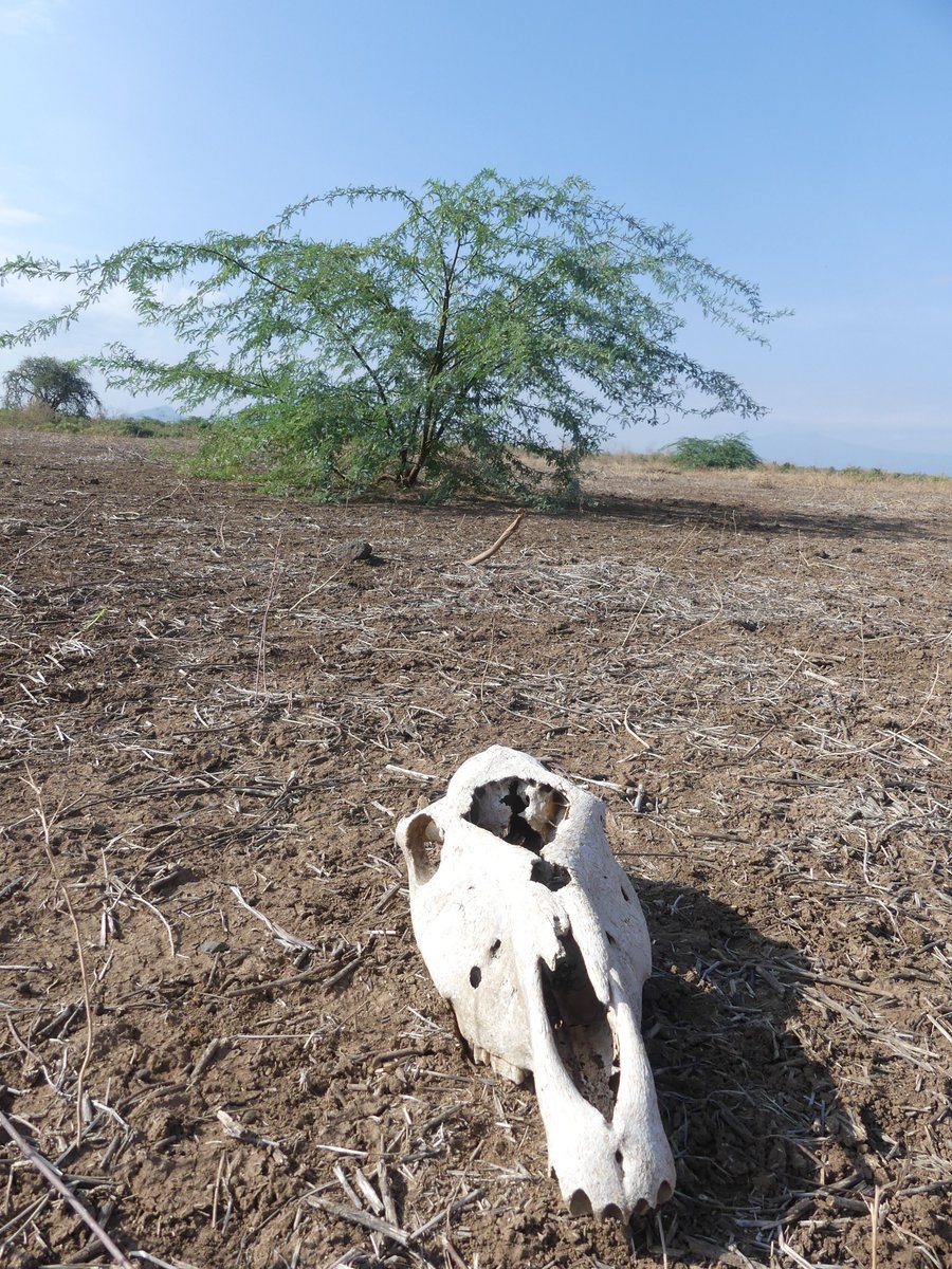 PhotosForTrees's tweet photo. The Scourge of the Rift Valley

#ProsopisJuliflora #woodyweeds #mesquite #riftvalley #biodiversityke https://t.co/CmqIAdcgmk