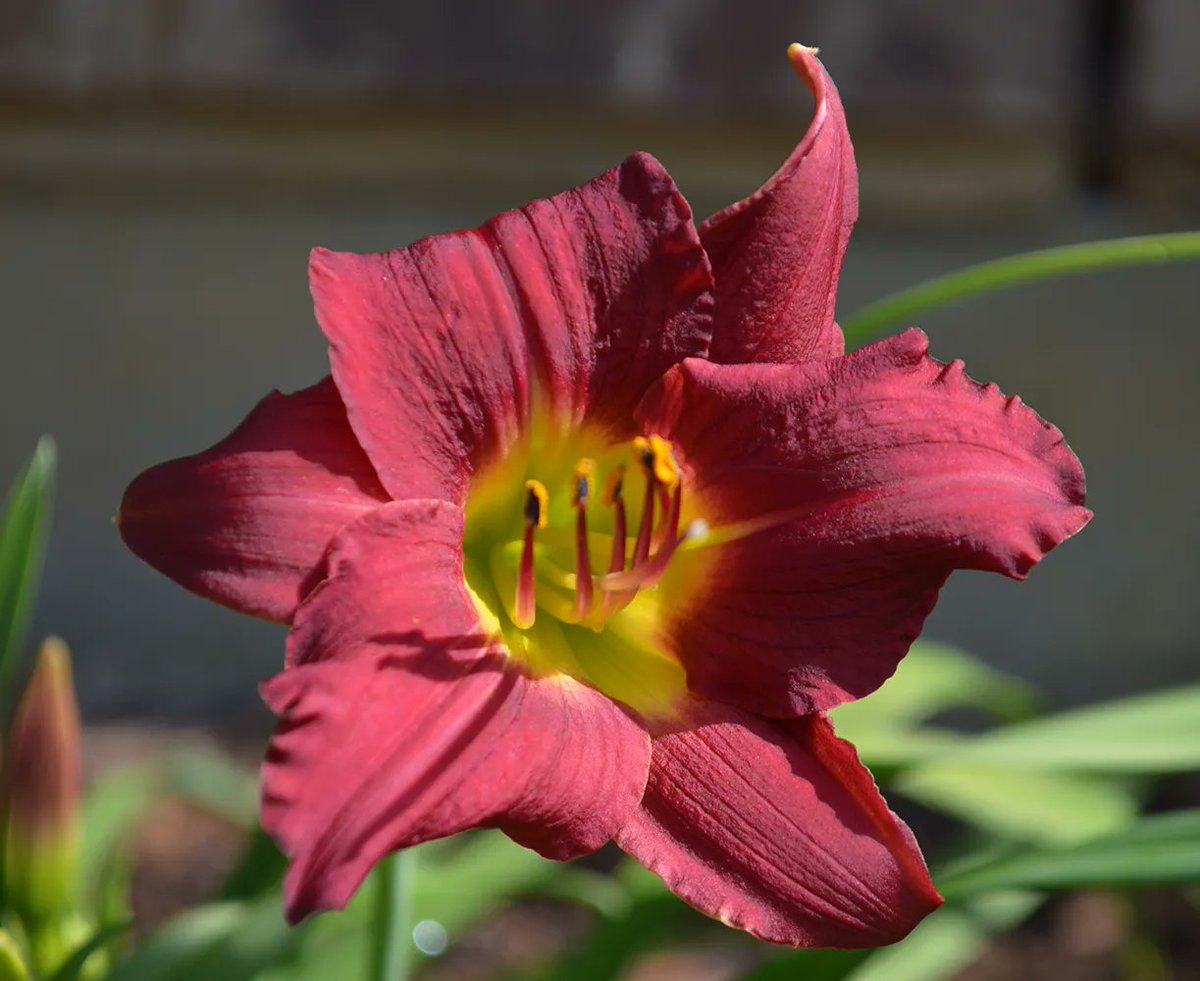 Experiential Gardener tweet media